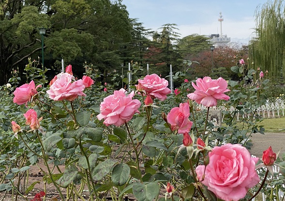 鶴舞公園バラ園の様子（2024年11月27日）