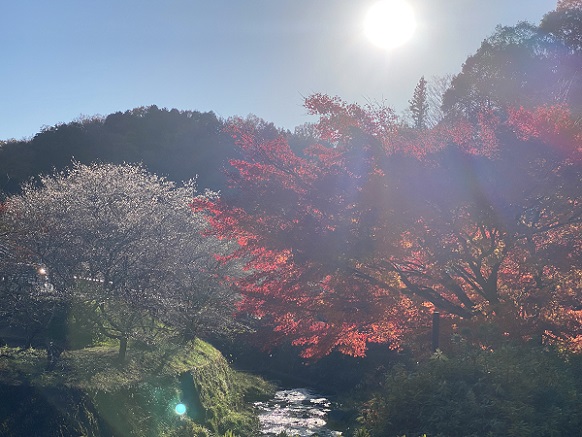 川見四季桜（愛知県豊田市）2024年12月4日