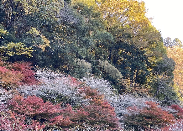 柿ケ入遊歩道（愛知県豊田市川見町小原地区の四季桜）