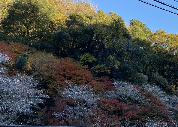 柿ケ入遊歩道（愛知県豊田市川見町小原地区の四季桜）