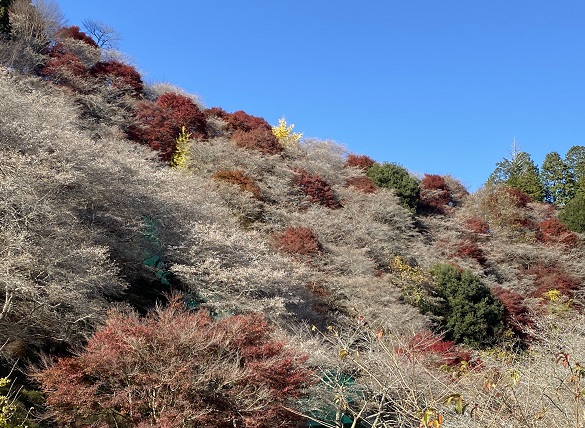 川見四季桜（愛知県豊田市）2024年12月4日