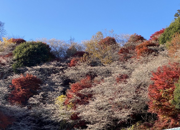 川見四季桜（愛知県豊田市）2024年12月4日