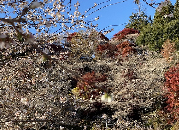 川見四季桜（愛知県豊田市）2024年12月4日