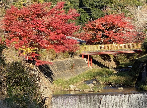 川見四季桜（愛知県豊田市）2024年12月4日