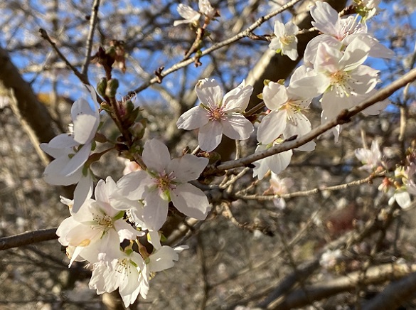 川見四季桜（愛知県豊田市）2024年12月4日