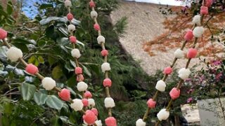 東山植物園のイベント花餅作り（2024年12月1日）