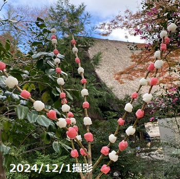 東山植物園のイベント花餅作り（2024年12月1日）