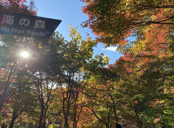 東山植物園の紅葉狩り（2024年12月1日）