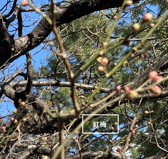 徳川園（名古屋市東区）の春待つ植物たち（2024年2月9日）