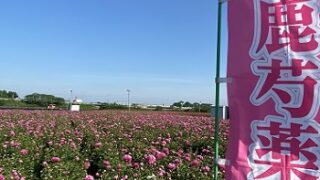 鈴鹿市長沢町のシャクヤク(2025年5月14日撮影）