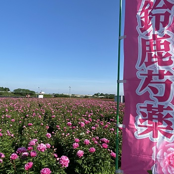 鈴鹿市長沢町のシャクヤク(2025年5月14日撮影）