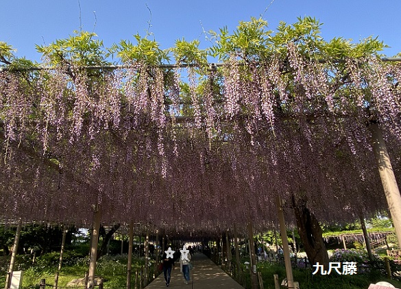 曼陀羅寺公園藤まつり(2025年4月30日撮影)