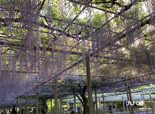 曼陀羅寺公園藤まつり(2025年4月30日撮影)