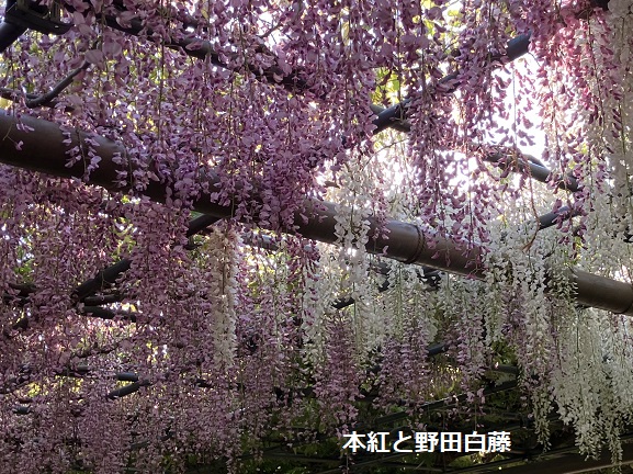 曼陀羅寺公園藤まつり(2025年4月30日撮影)