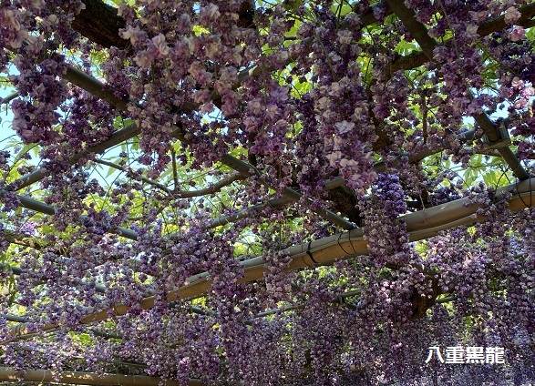 曼陀羅寺公園藤まつり(2025年4月30日撮影)