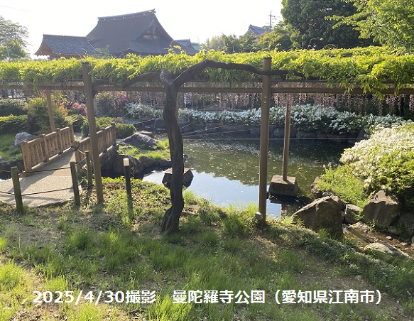 曼陀羅寺公園藤まつり(2025年4月30日撮影