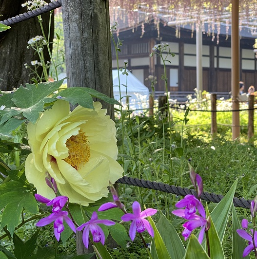 曼陀羅寺公園藤まつり(2025年4月30日撮影)