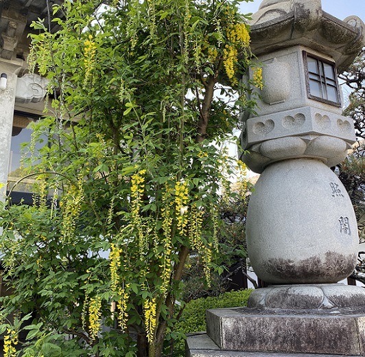 曼陀羅寺公園藤まつり(2025年4月30日撮影)