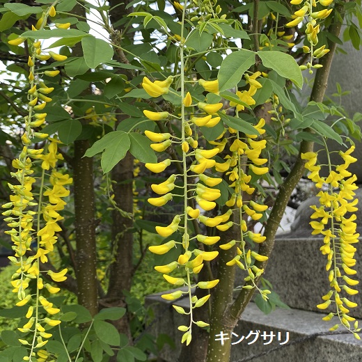 曼陀羅寺公園藤まつり(2025年4月30日撮影)