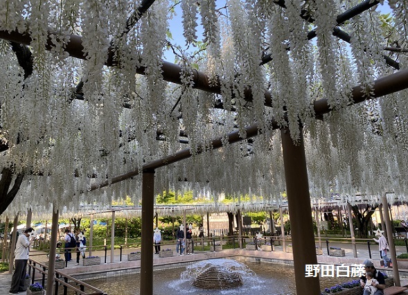曼陀羅寺公園藤まつり(2025年4月30日撮影)