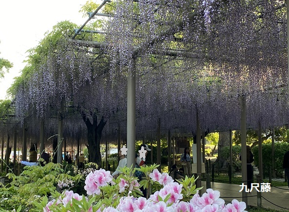 曼陀羅寺公園藤まつり(2025年4月30日撮影)