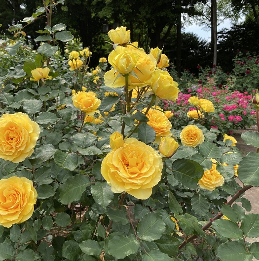 庄内緑地のバラ園(名古屋市西区)