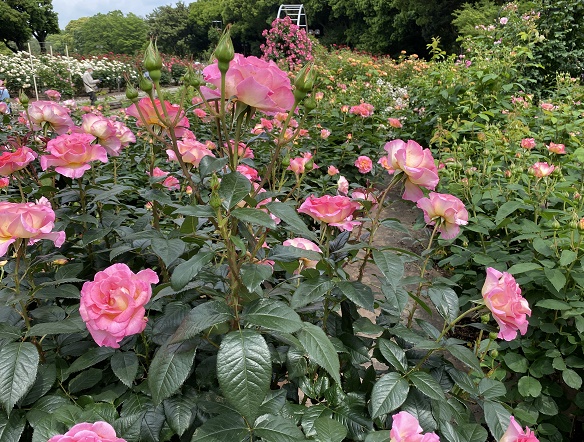 庄内緑地のバラ園(名古屋市西区)