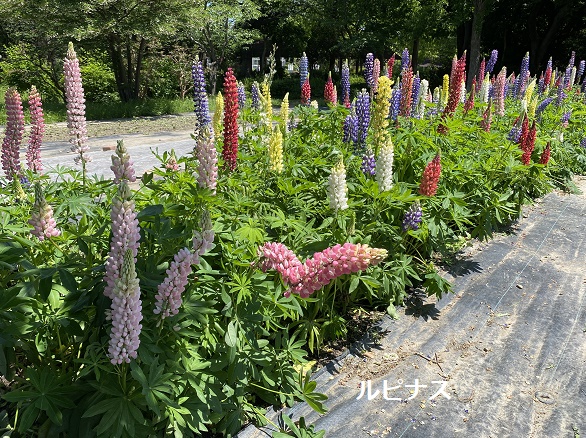 戸田川緑地(名古屋市港区)2025年5月13日撮影