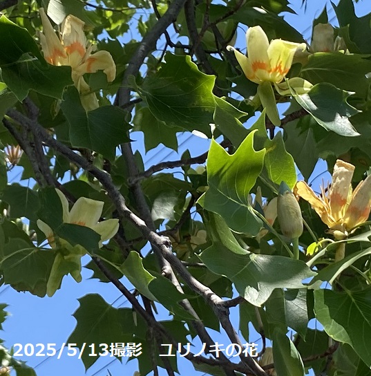 戸田川緑地(名古屋市港区)2025年5月13日撮影