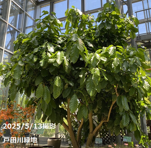戸田川緑地(名古屋市港区)2025年5月13日撮影