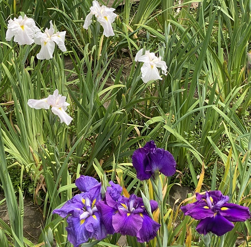 鶴舞公園(名古屋市昭和区)2025年5月20日撮影