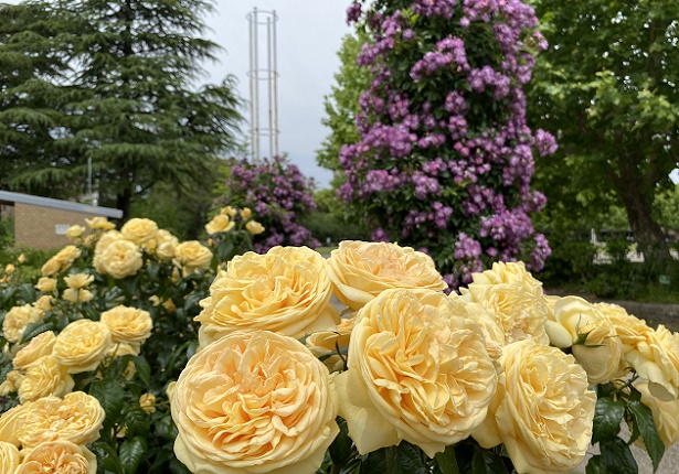 鶴舞公園(名古屋市昭和区)2025年5月20日撮影