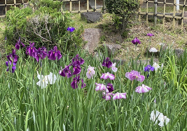 鶴舞公園(名古屋市昭和区)2025年5月20日撮影
