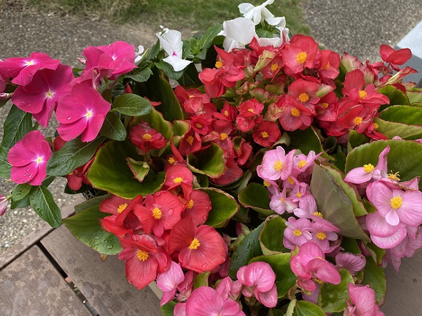 雨宮農園で購入した花苗(ベコニアと日日草)