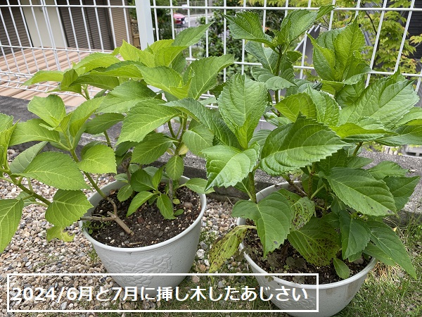 自宅のあじさい