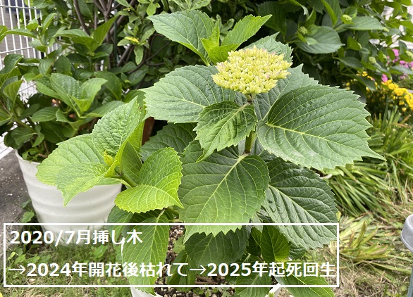 自宅のあじさい