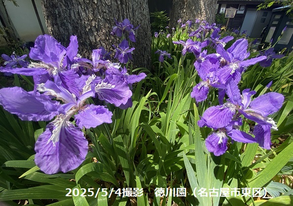 徳川園のアヤメ