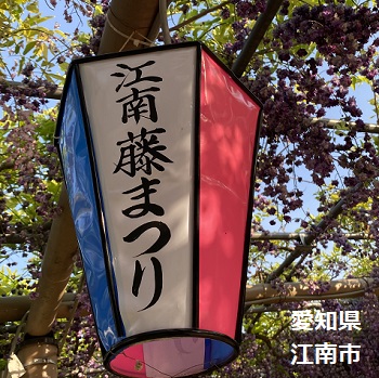 曼陀羅寺公園藤まつり（2025年4月30日撮影)