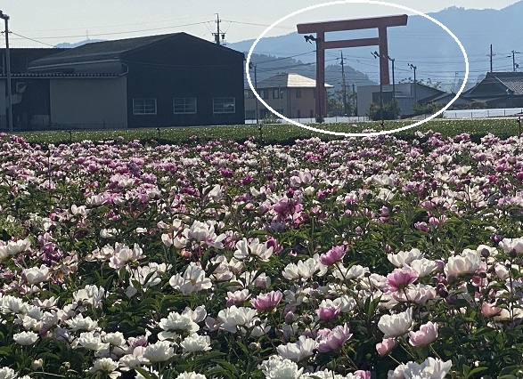 鈴鹿市長沢町のシャクヤク(2025年5月14日撮影)