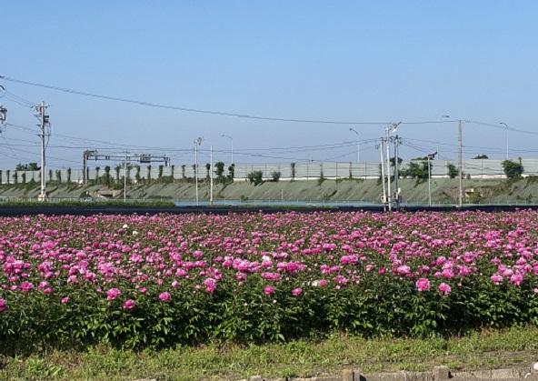 鈴鹿市長沢町のシャクヤク(2025年5月14日撮影)