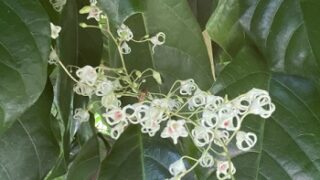 ピンポンノキの花（戸田川緑地で2025年5月13日撮影）