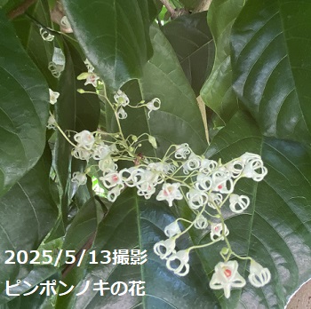 ピンポンノキの花（戸田川緑地で2025年5月13日撮影）