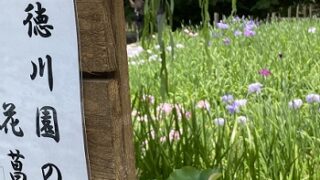 徳川園の花菖蒲とスイレン