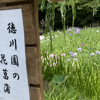 徳川園の花菖蒲とスイレン