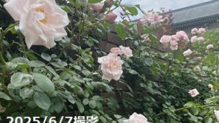 びわ湖大津館のイングリッシュガーデン（2025年6月7日撮影）