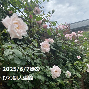 びわ湖大津館のイングリッシュガーデン（2025年6月7日撮影）
