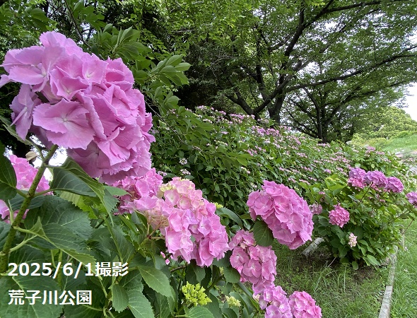 荒子川公園のあじさい