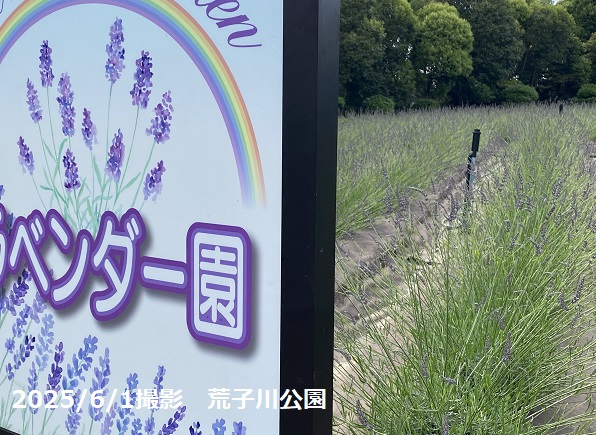 荒子川公園のラベンダー園