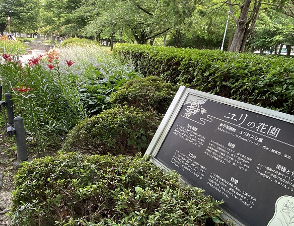 千種公園のユリ