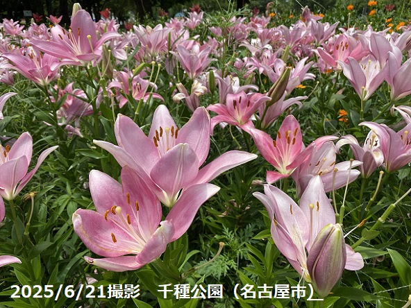 千種公園のユリ